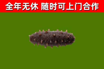 阿克陶回收海参干